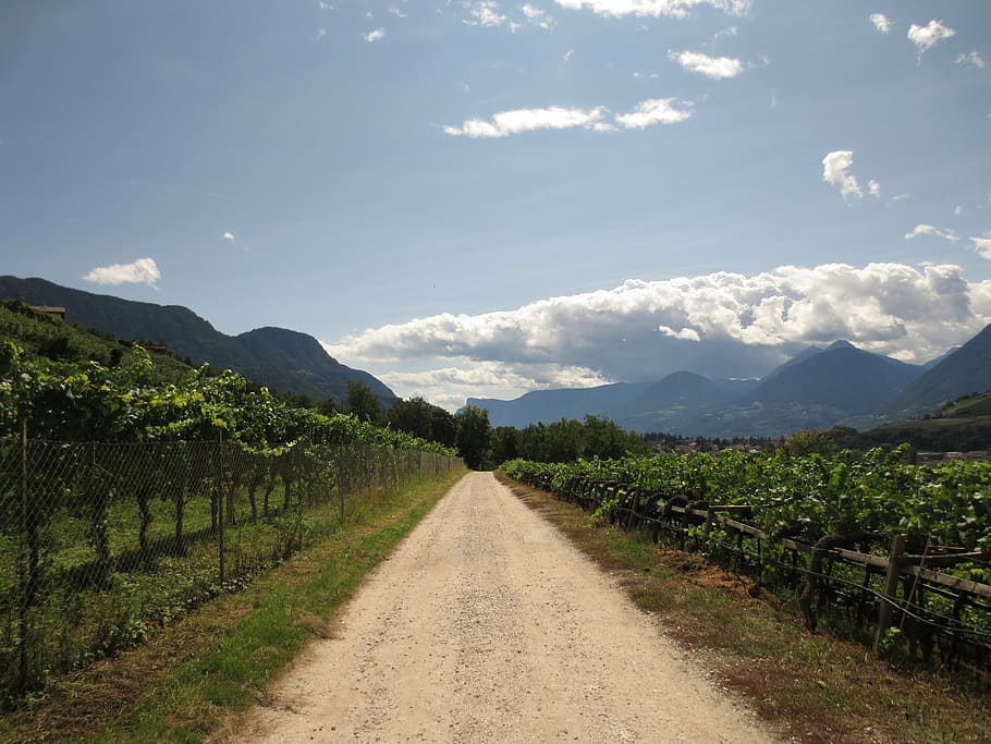 summer, vines, away, clouds, mountains, vineyard, grape, nature HD wallpaper