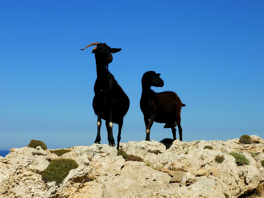 billy goat, couple, animals, mammals, menorca, island, blue sky, HD wallpaper