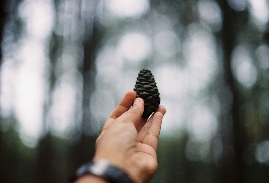 shallow focus photography of person holding black pinecone during daytime, person holding black pine cone HD wallpaper