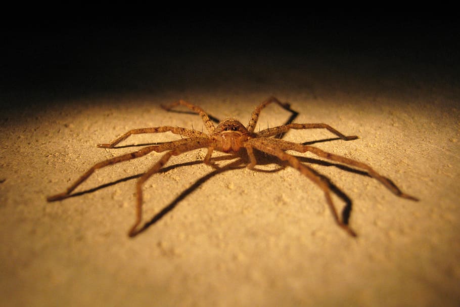 spider, insect, pest, bug, closeup, arachnid, horror, fear HD wallpaper