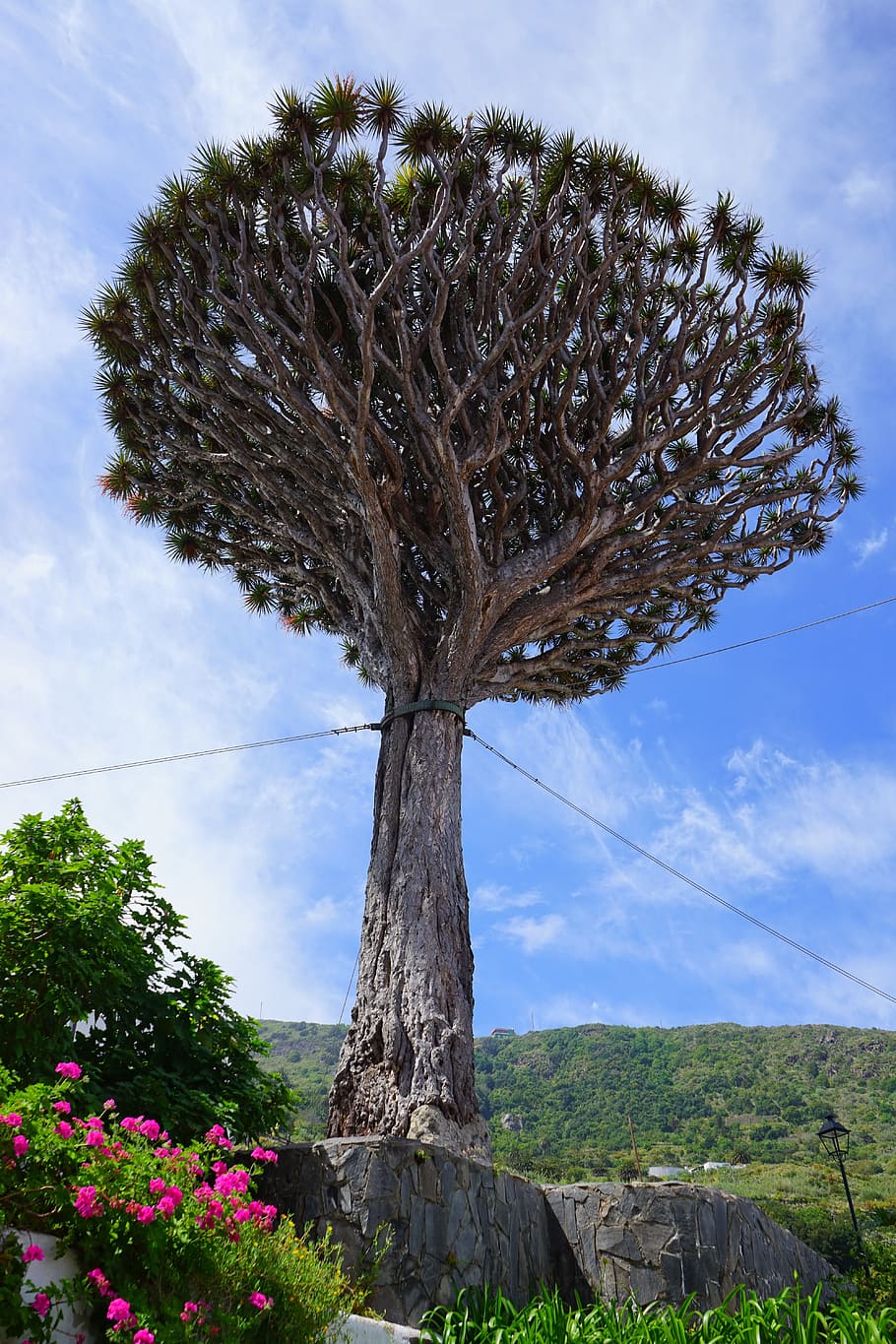 Canary Island Dragon Tree, Support, tethers, dracaena draco, crown