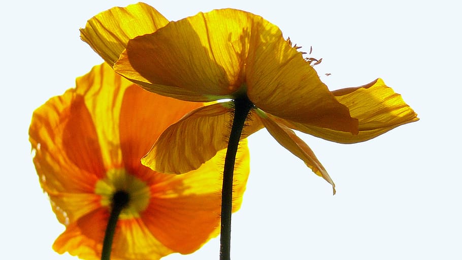 close-up photo of yellow poppy flowers, anemone, blue, blossom HD wallpaper
