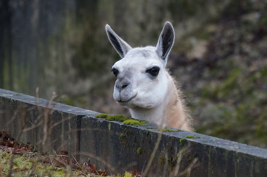 lama, relaxed, enjoy, animal, one animal, animal themes, mammal HD wallpaper