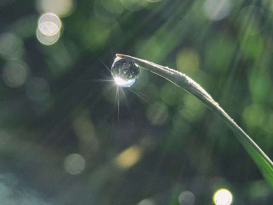 water, drop, green, leaves, close-up, nature, fragility, beauty in nature HD wallpaper