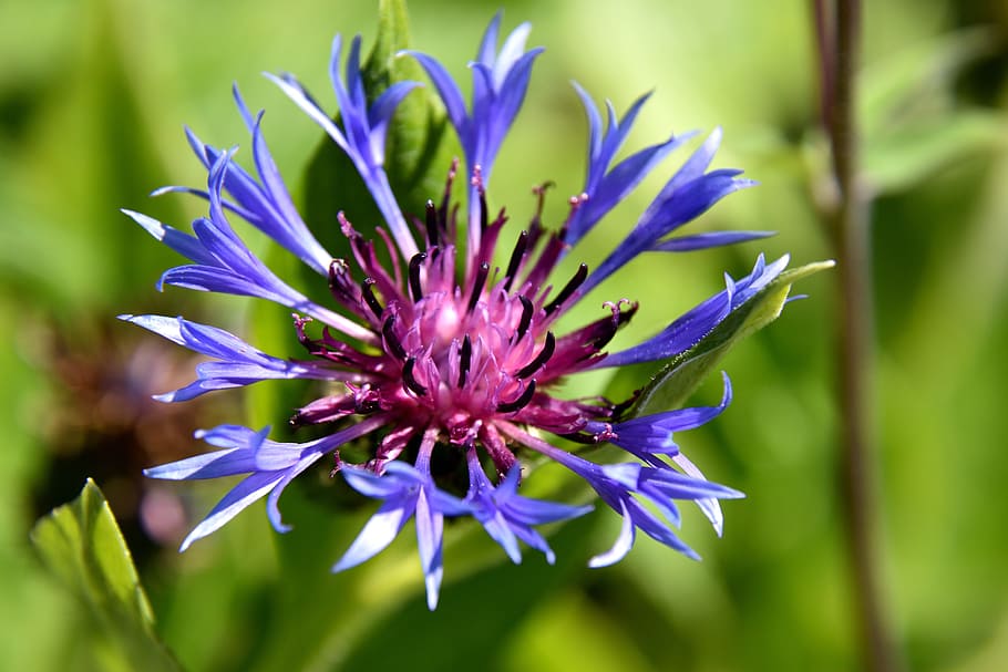 Cornflower, Blossom, Bloom, plant, close, violet, blue, purple HD wallpaper