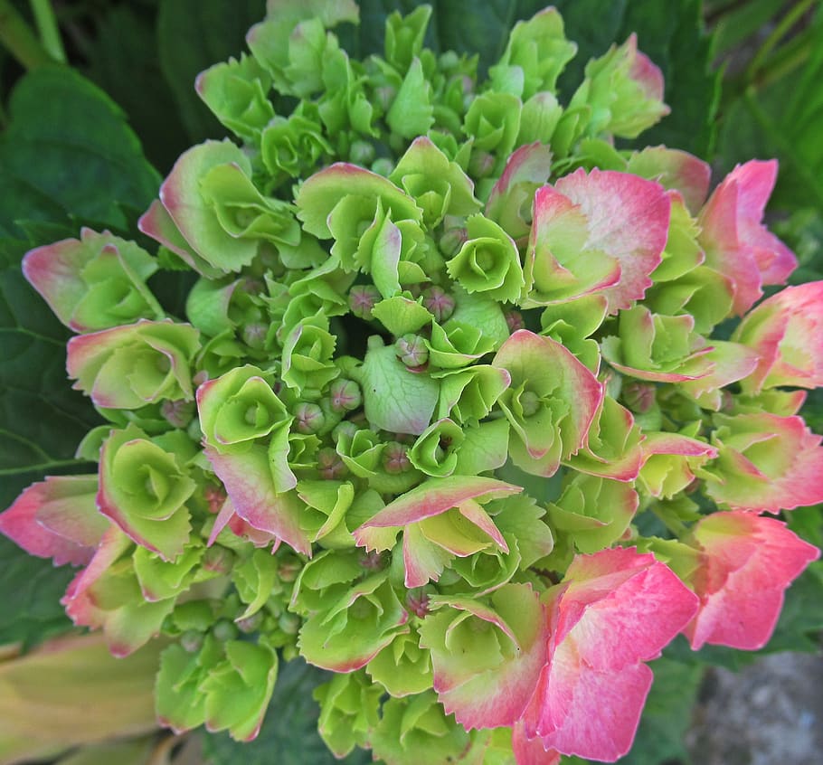flower, hydrangea, bloom, plant, growth, green color, beauty in nature HD wallpaper