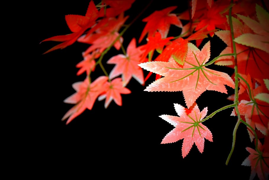 leaf, night view, tree leaves, nature, close up, autumn, change HD wallpaper