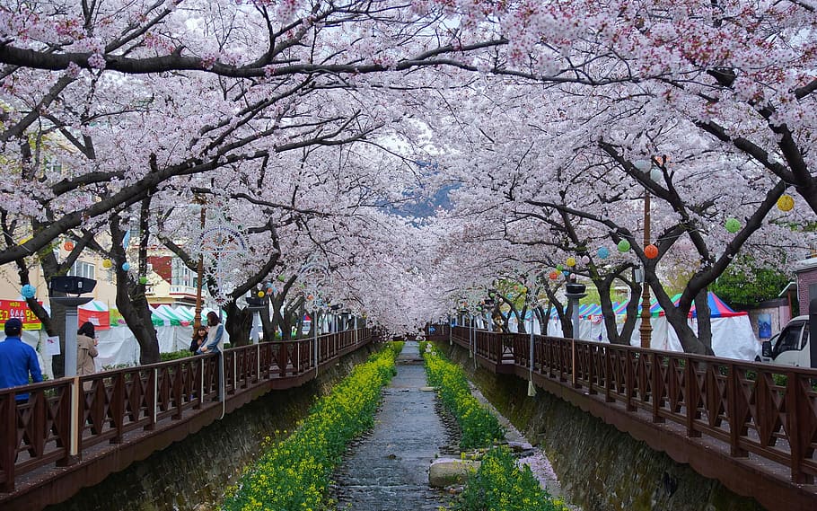 Klitschko, whether or not, tree, cherry Blossom, cherry Tree HD wallpaper