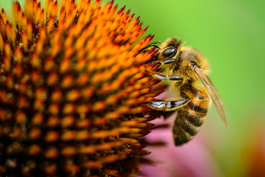macro shot photo of bee on flower, closeup photography of honeybee perched on flower bud HD wallpaper