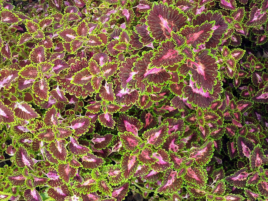 leaves, background, texture, colorful, wallpaper, plant, natural HD wallpaper