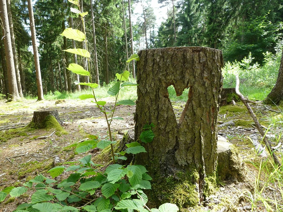 Tree Stump, Forest, Heart, Saw, sawed off, no people, day, outdoors HD wallpaper