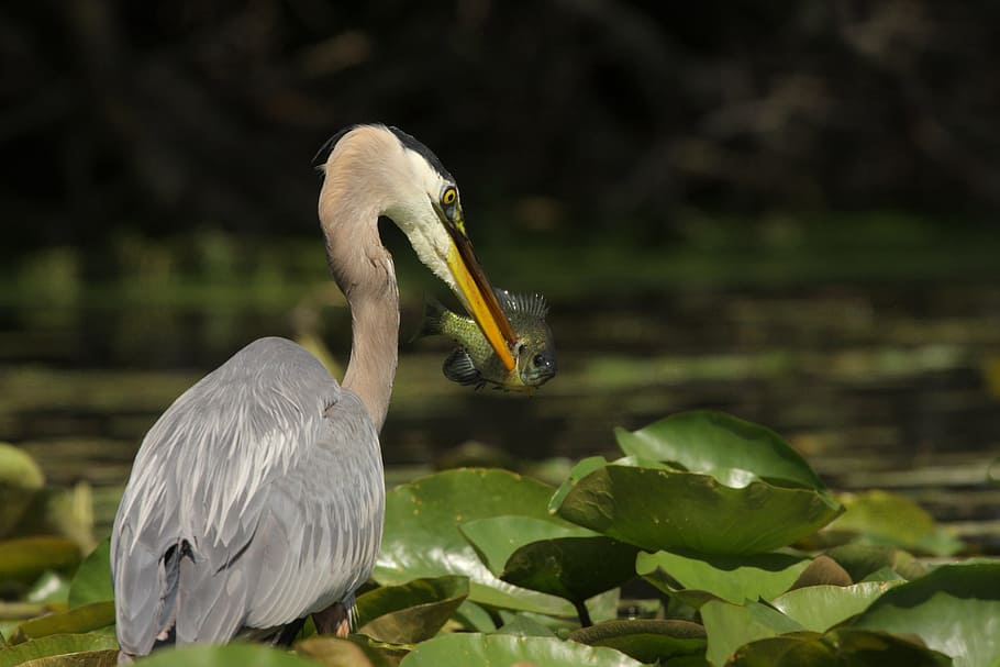 great blue heron catching fish during daytime, gray pelican on taro leaves HD wallpaper