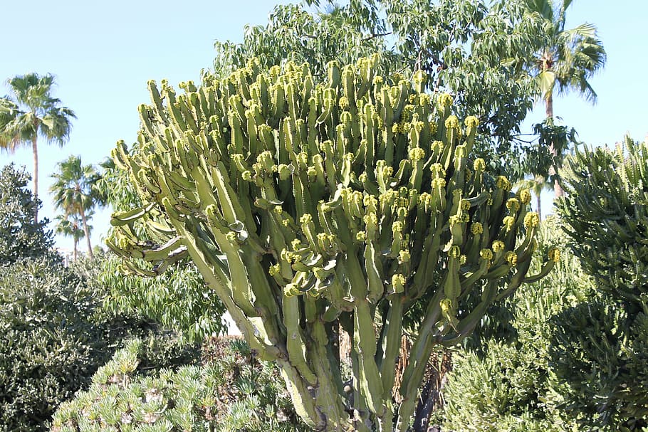 cactus, desert, landscape, blue, sky, africa, nature, growth HD wallpaper