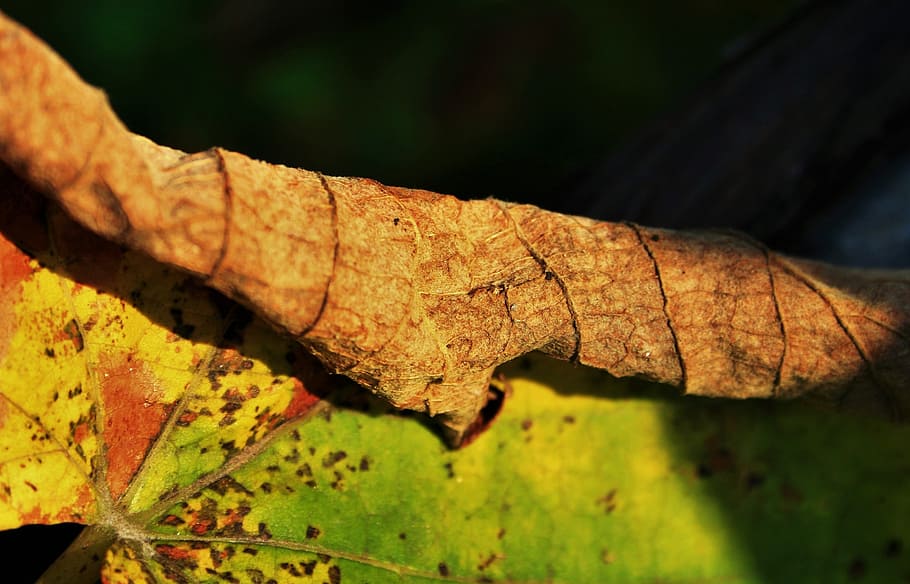 brown leaf, green, yellow, dry, decaying, curled, vine, grape HD wallpaper