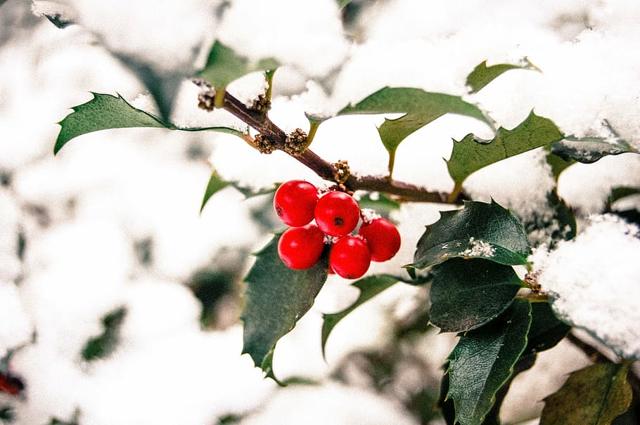 photo of red fruit, tree, plant, nature, fruit. tree, flower HD wallpaper