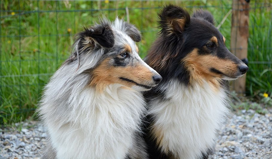 dog, dogs, shetland sheepdog, heads profiles, female and male