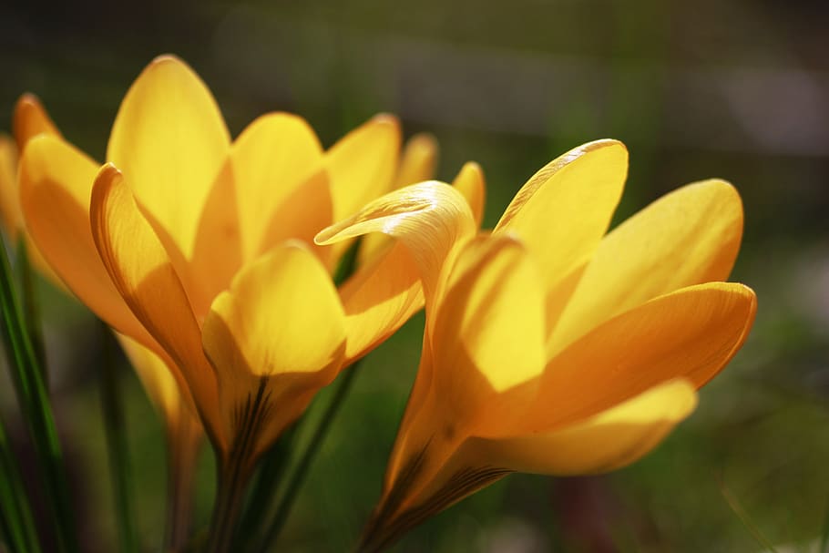 crocus, flower, macro, spring, sweet, blossom, bloom, meadow HD wallpaper