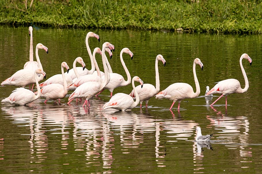 flamingo, bird, nature, wild, wildlife, natural, feather, water HD wallpaper