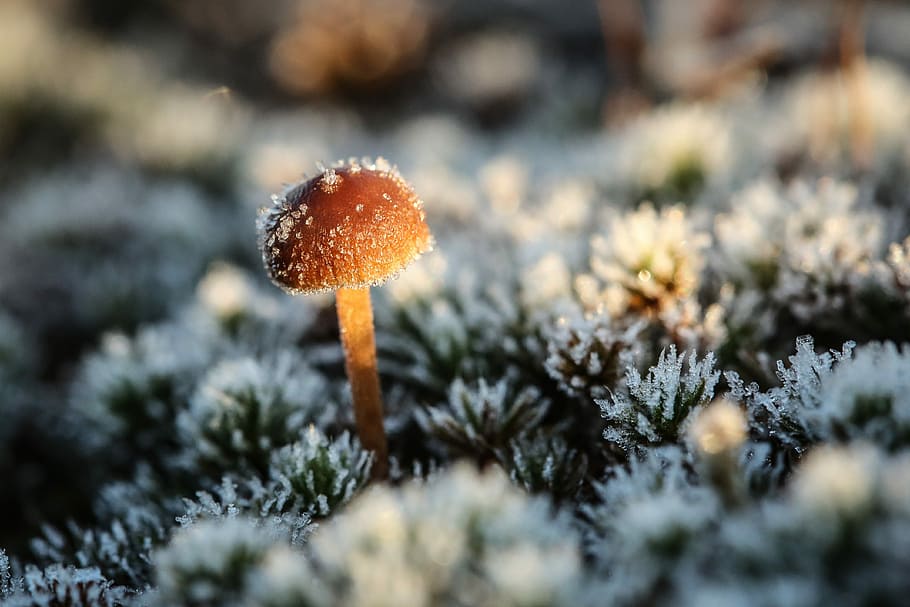 nature mushroom outdoors plant