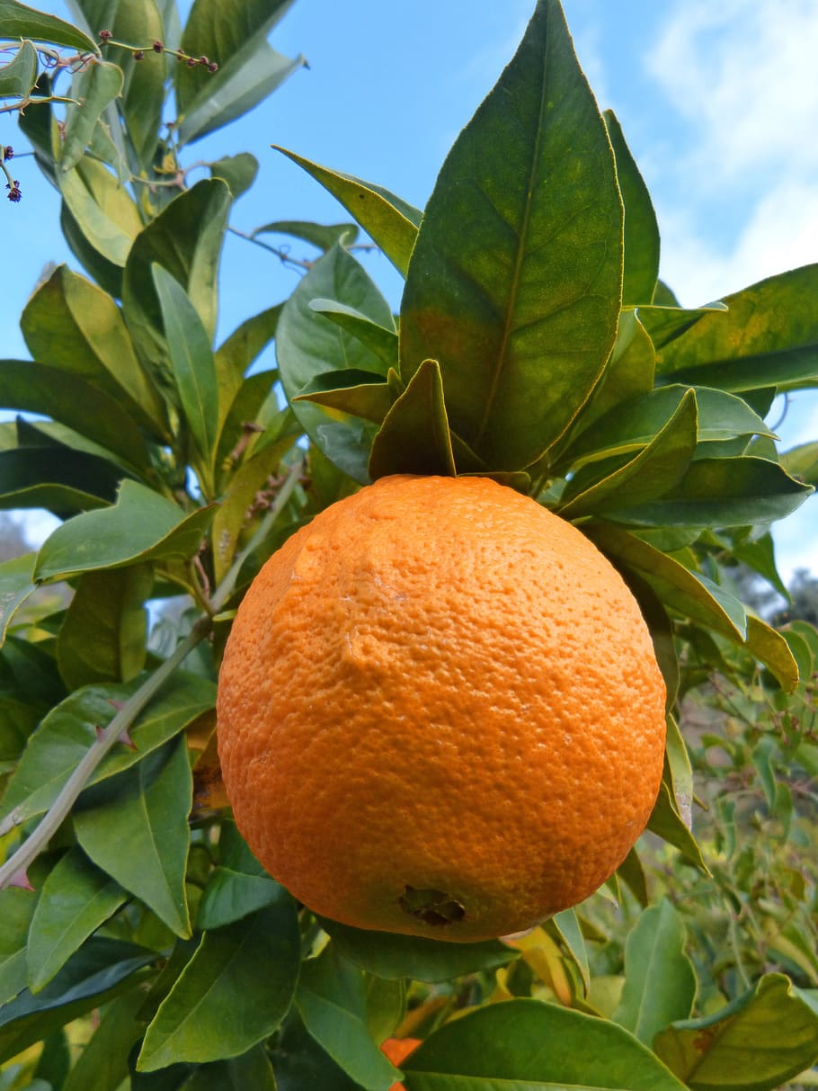 orange, naranjo, tree, leaf, fruit, plant part, healthy eating, HD wallpaper