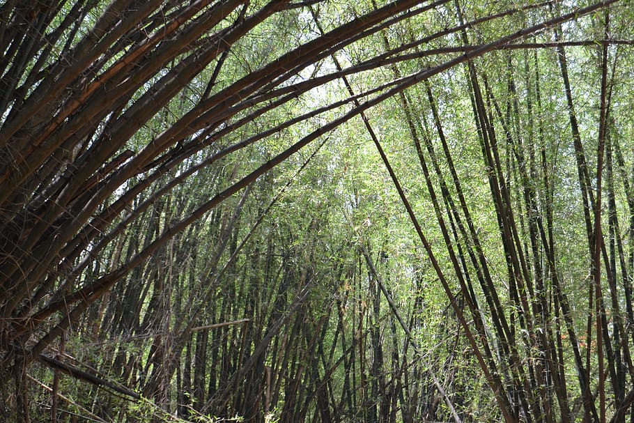 nature, park, bamboo, environment, grass, green, tree, forest HD wallpaper