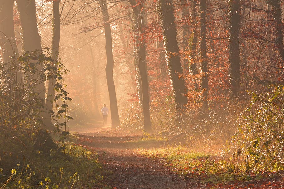 brown and green forest trees, fog, autumn, leaves, jog, run HD wallpaper