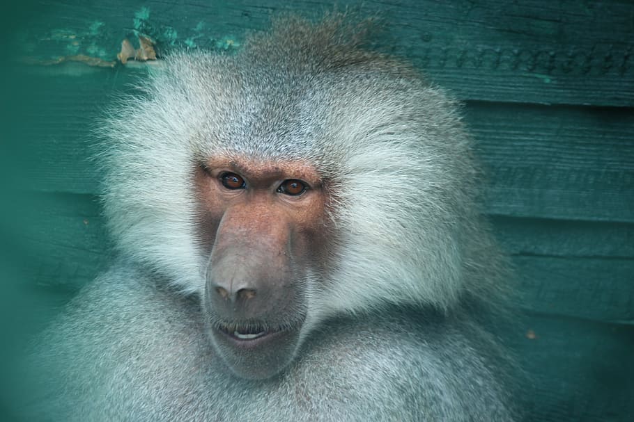 monkey, zoo, konya, baboon, animal, wildlife, primate, mammal HD wallpaper