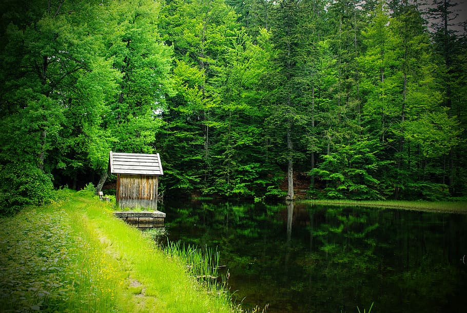 brown wooden house beside body of water, forest, pond, mirroring