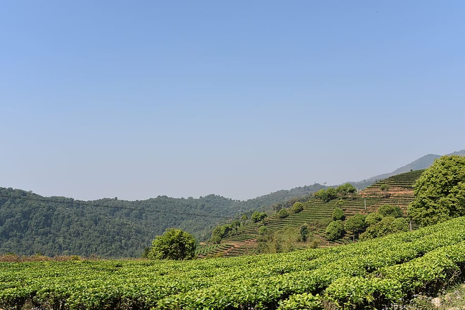 yunnan tea garden, xishuangbanna, class chapter, landscape, HD wallpaper