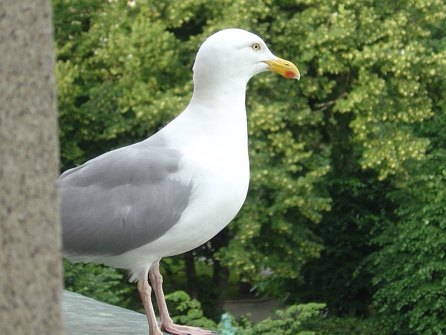 seagull, bird, close up, animals in the wild, animal themes HD wallpaper