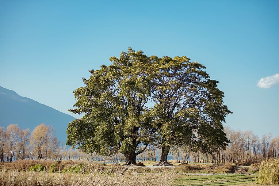 plain, siamese tree, clear sky, nature, outdoors, forest, autumn HD wallpaper