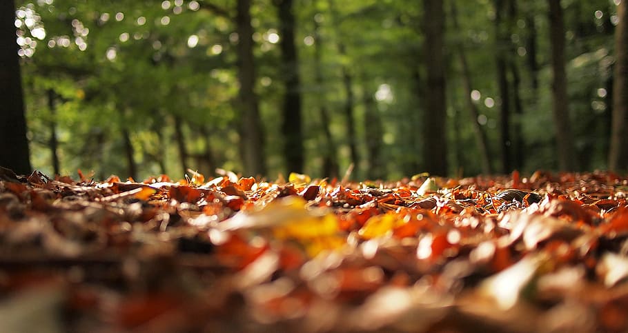 autumn, fall, leaves, blurry, forest, woods, nature, tree, plant HD wallpaper