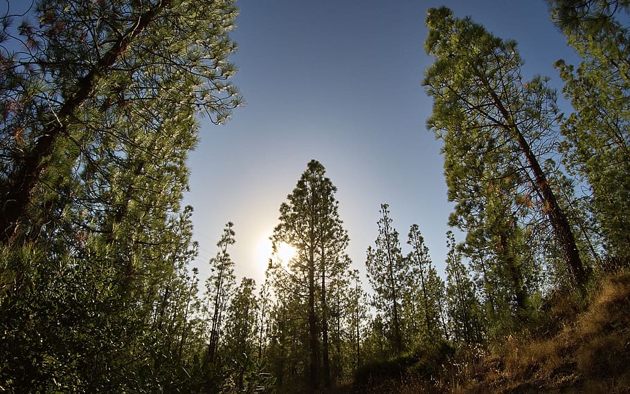 forest, forests, pine forest, nature, landscape, sunset, tree HD wallpaper