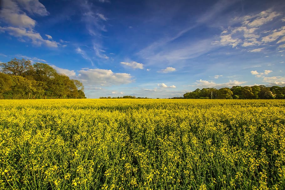 Nature, Cultivation, Spring, England, agriculture, field, farm HD wallpaper