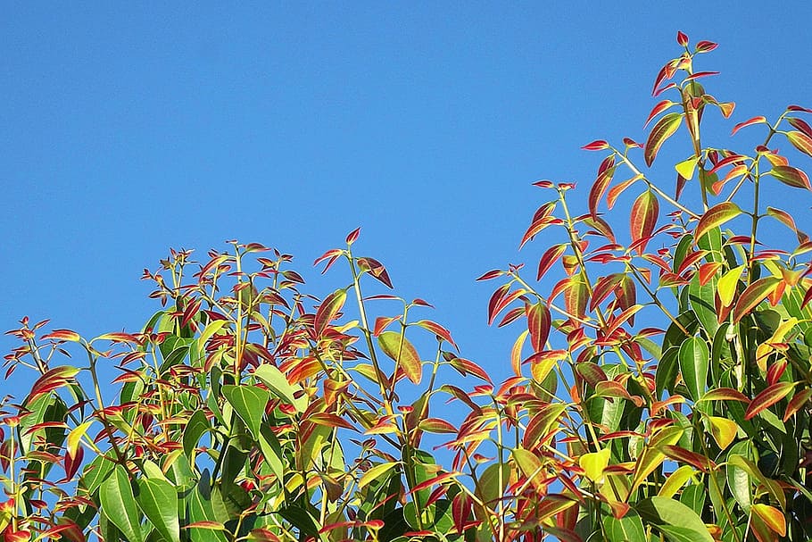 cinnamon, leaves, plant, sky, blue, no people, growth, nature HD wallpaper