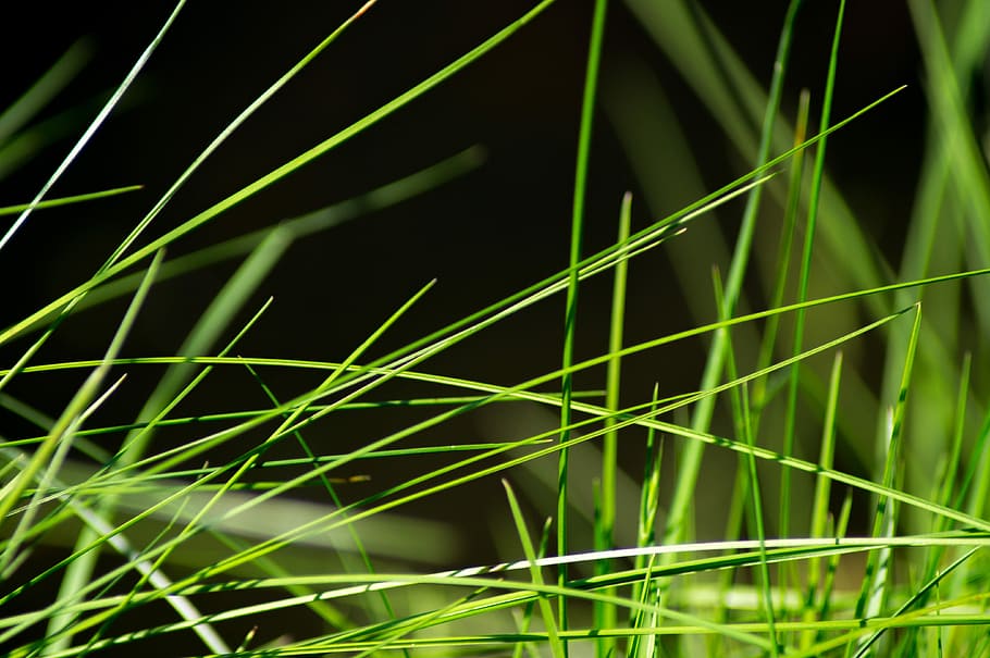selective focus photography of green grass, meadow, close, drop of water HD wallpaper