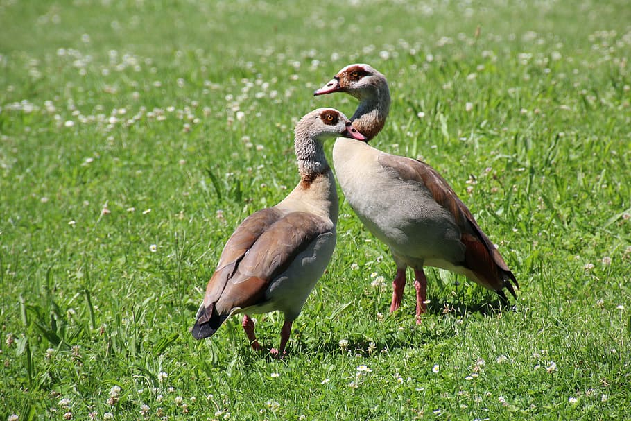 ducks, meadow, waterfowl, bird, animal themes, group of animals HD wallpaper