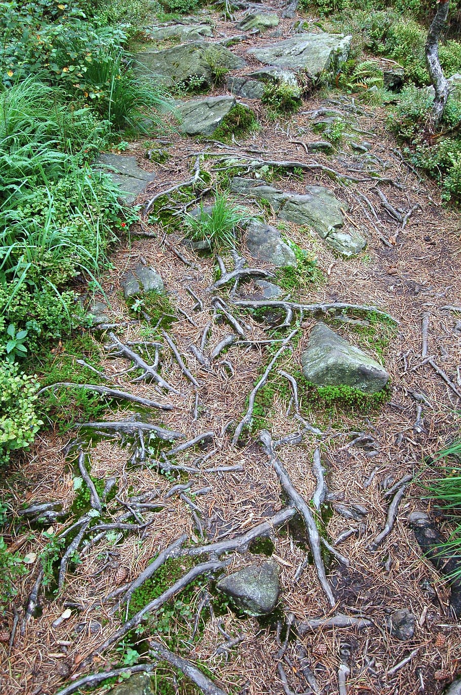 roots, trail, landscape, forest, path, wilderness, way, outdoors HD wallpaper