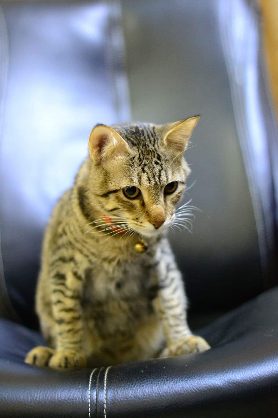 cat, animal, kitten, cute, domestic, pets, domestic cat, animal themes HD wallpaper