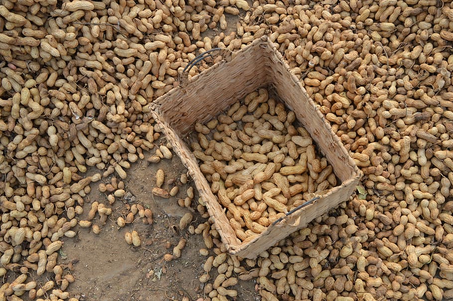 peanuts, farm, basket, drying, floor, harvest, seed, food, brown, HD wallpaper