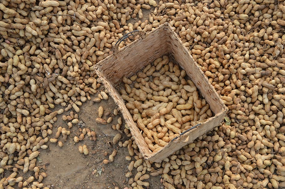 peanuts, farm, basket, drying, floor, harvest, seed, food, brown HD wallpaper