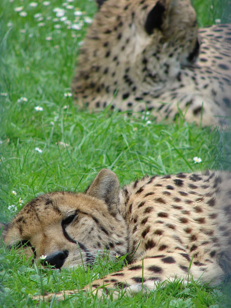 Cheetah, Sleep, Grass, Close, animal wildlife, animals in the wild HD wallpaper