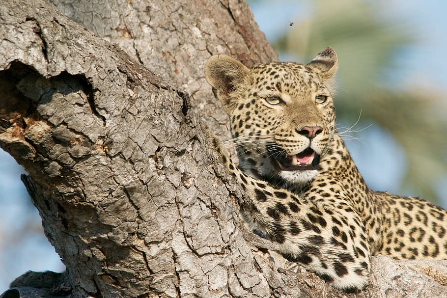 jaguar on tree, leopard, wildlife, animal, cat, africa, nature HD wallpaper