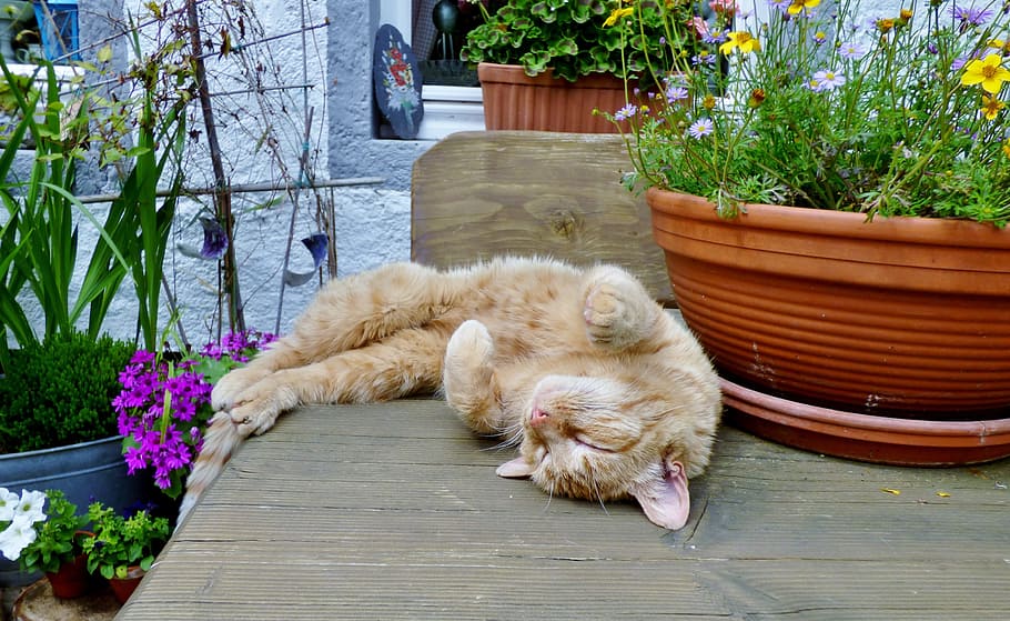 brown tabby cat sleeping on table, cats, animals, garden table HD wallpaper