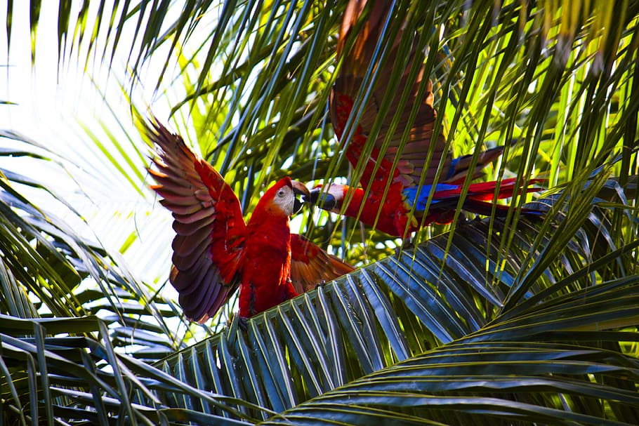 two red macaws on green leafed tree, two red Macaw birds on green tree HD wallpaper