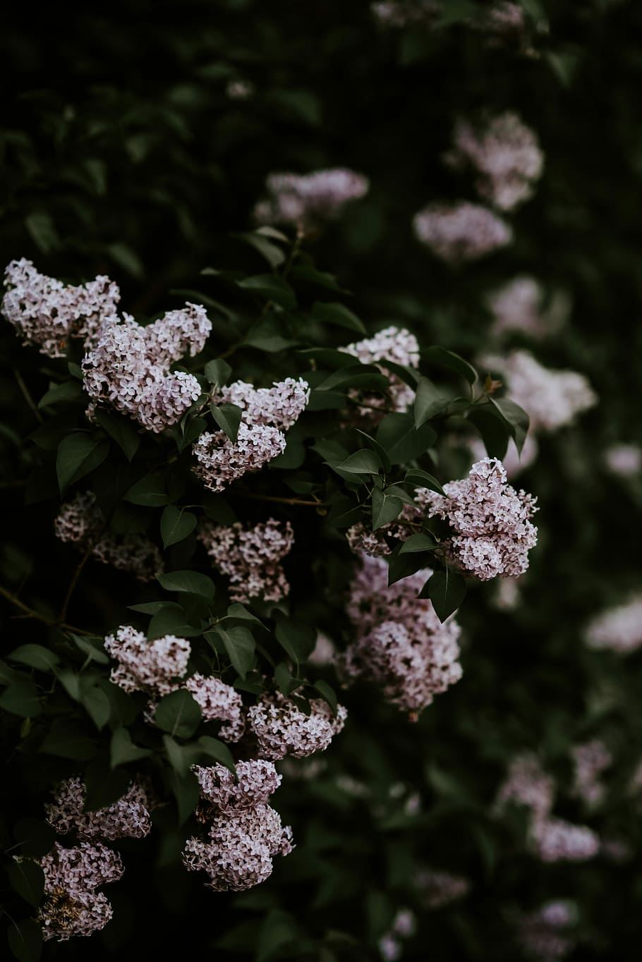 white hydrangeas flowers, white flower with green leaf plants HD wallpaper