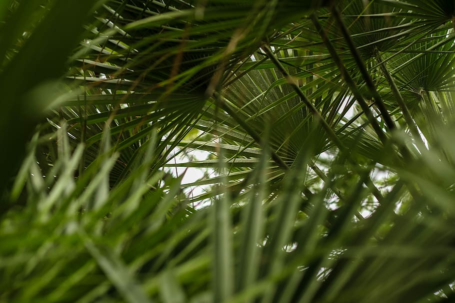 selective focus photography of green plant, green majesty palm leaves HD wallpaper