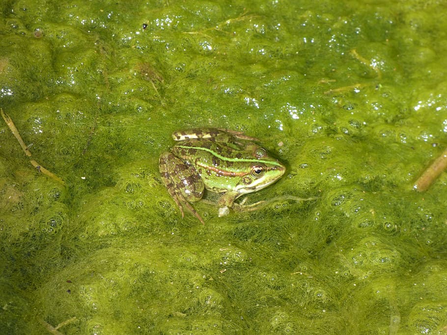frog, pond, green, water, wildlife, animal, amphibian, nature HD wallpaper