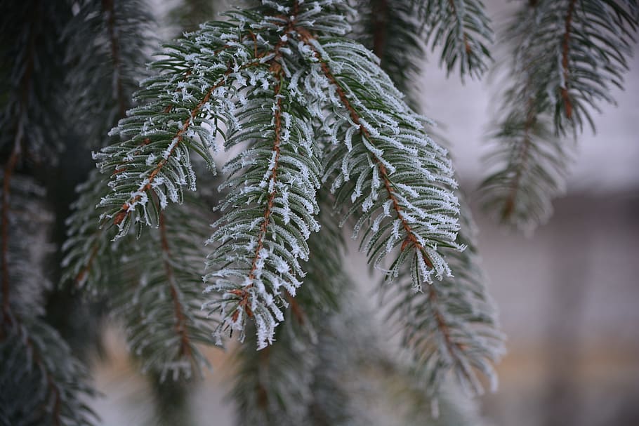 Pine, Frost, Cold, Rime, Nature, Winter, wood, landscape, rimy HD wallpaper