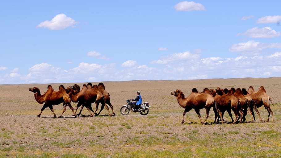 mongolia, desert, nomad, nomadic life, desert landscape, camels HD wallpaper
